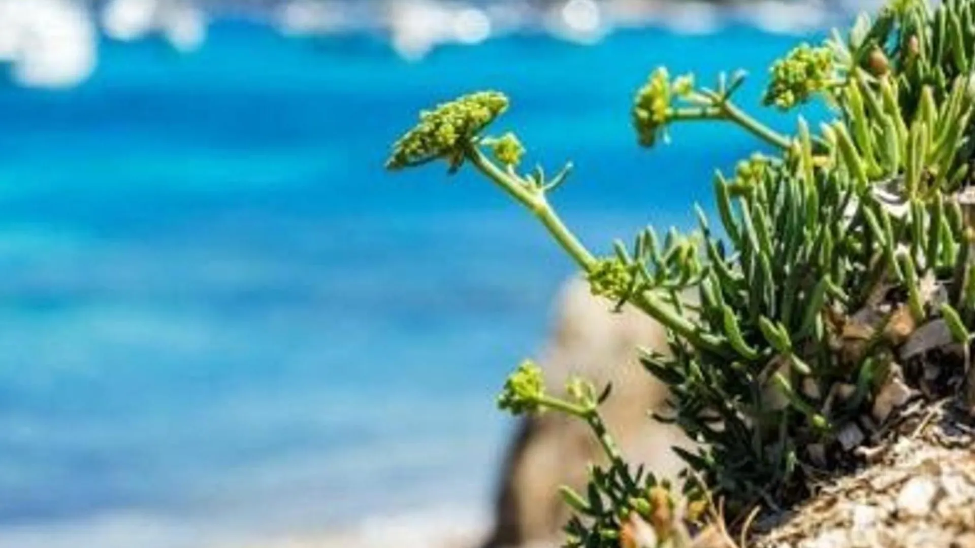 Apartment Studio Cosy Proche Plage, Le Lavandou - Fr-1-251-847